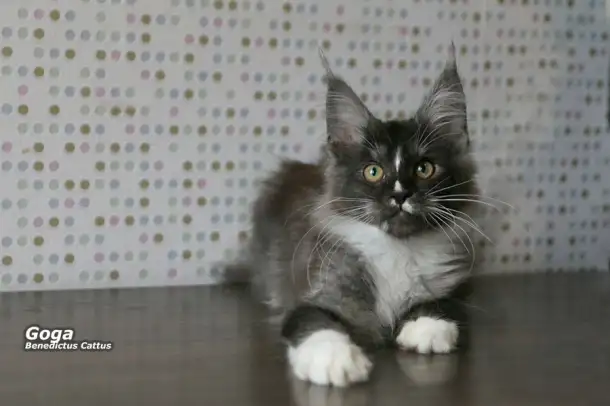 Котёнок Мейн-кун мальчик, фотография 1
