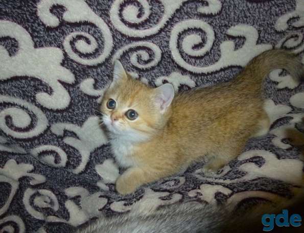 Очаровательные шотландские котята, фотография 2