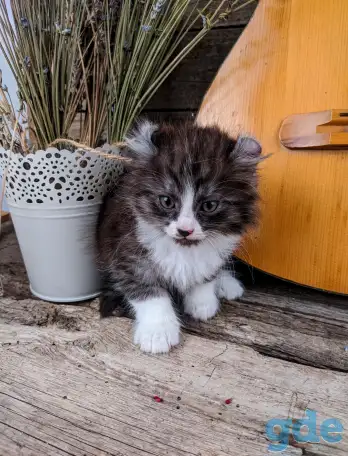 Котята Американский кёрл, фотография 1