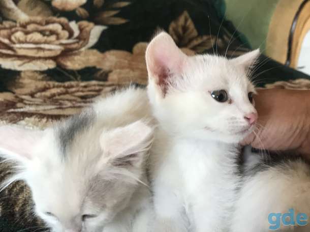 котята в дар, фотография 8