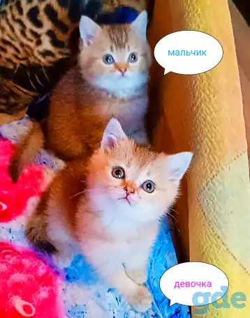 Шотландские вислоухие котята, фотография 3