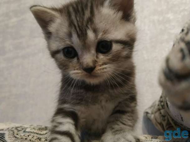 Шотландский котенок, фотография 1