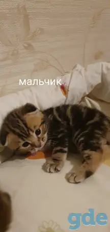 Шотландские котята, фотография 3