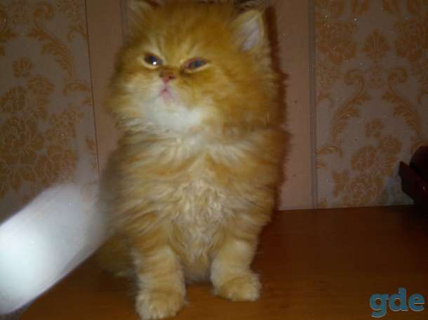 Продаётся Экзотический котенок, фотография 6
