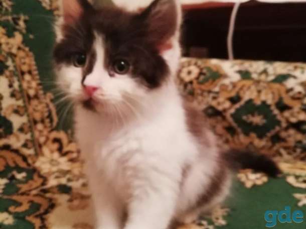 котята в добрые руки, фотография 1