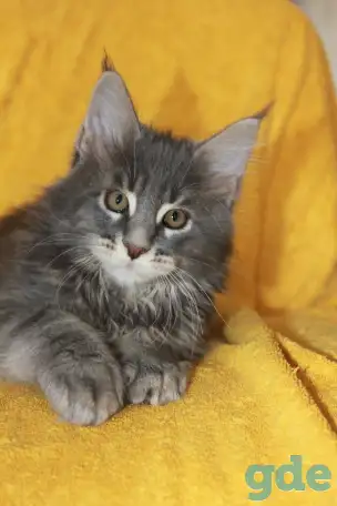 1 Котенок Мейн кун, фотография 3