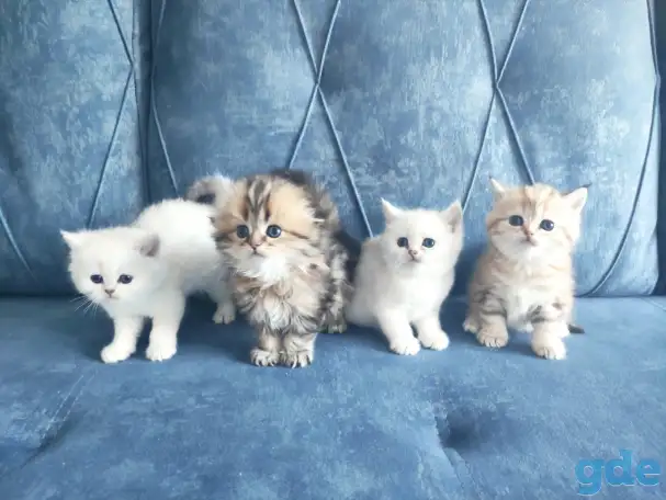 Шотландские котята, фотография 3