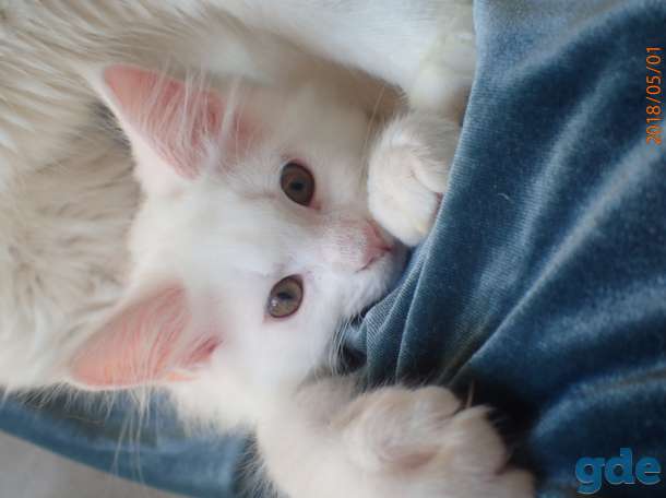Котята породы Мейн Кун, фотография 10