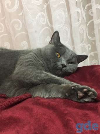 Отдам котика в хорошие руки, фотография 1