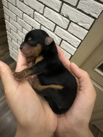 Продам щенка йорка, фотография 1