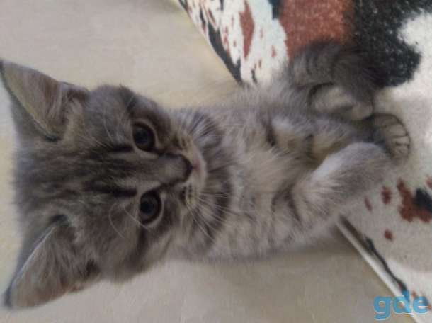 Шотландские Котята, фотография 1