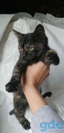 Котенок в дар, фотография 2