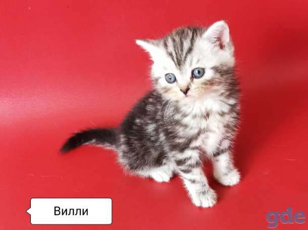 Вислоухие и прямоухие шотландские котята, фотография 3
