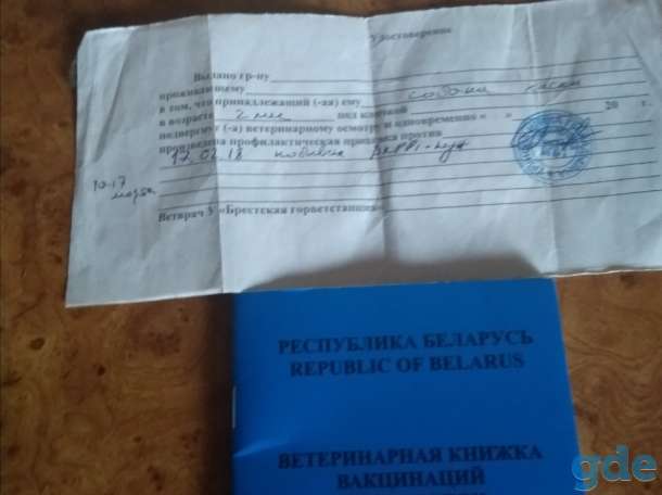 Хаски продам, фотография 2
