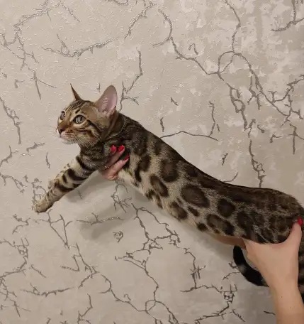 Бенгальский котенок мальчик, фотография 5