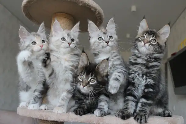 Котята мейн-кун!, фотография 7