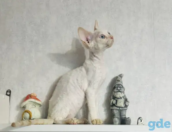 Кошка Девон рекс, фотография 3