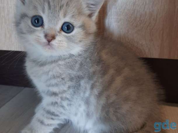 Шотландские котята, фотография 4