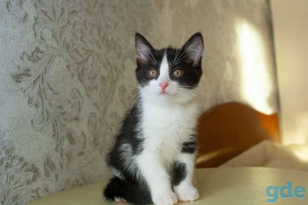 Котята ищут дом или передержку, фотография 2