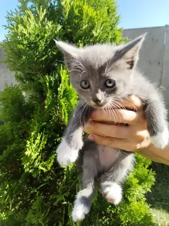 Забавные котята ищут добрые руки, фотография 4