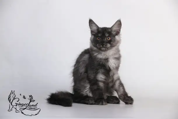 Котята Мейн-кун из питомника, фотография 2