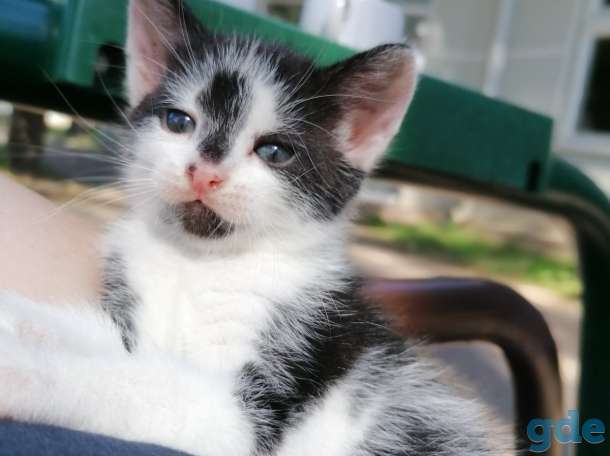 Котенок в дар, фотография 1