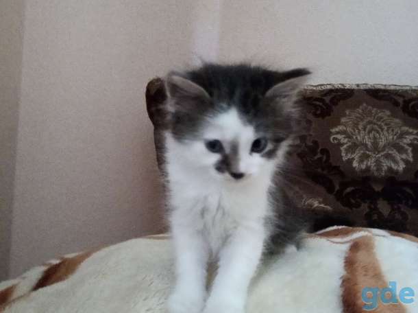 Отдам котят в хорошие руки!, фотография 1