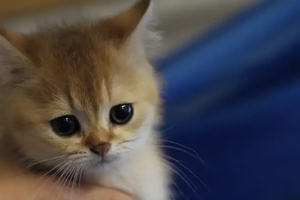 Шотландские котята, фотография 1