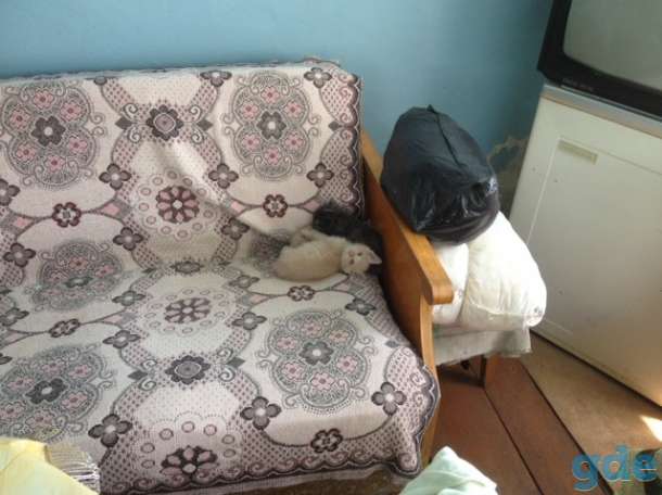 Котята ищут дом, фотография 2