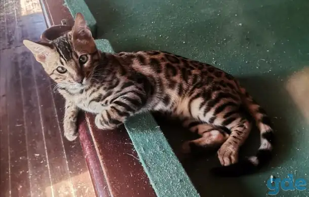 Продам бенгальского котика, фотография 9