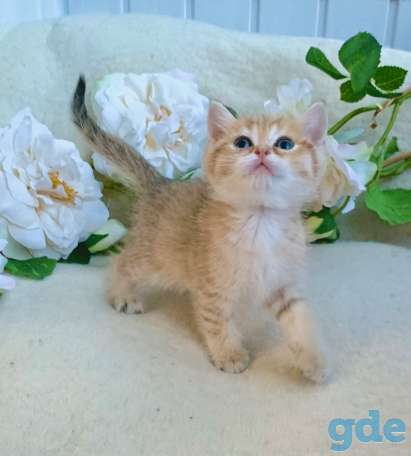 Котята шотландские ЗОЛОТАЯ ШИНШИЛЛА цена снижена!, фотография 6
