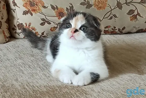 Шотландские котята яркого окраса, фотография 1