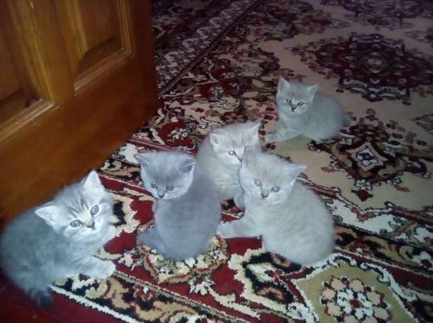 Британские котята , фотография 2