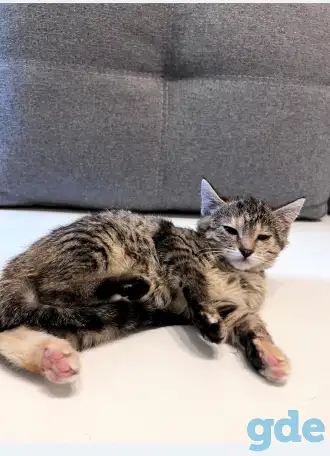 Котята в дар, фотография 4