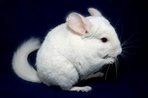 Шишилла, шиншилленок, фотография 1