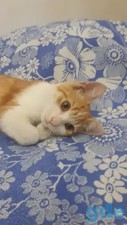 Умный Рыжик, фотография 1