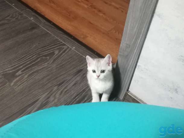 Шотландский котенок, фотография 10