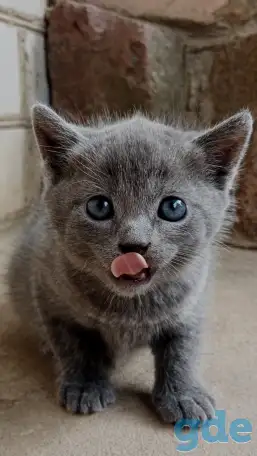 Кошка дымчатая, фотография 1