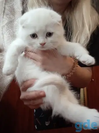 Шотландские котята, фотография 8