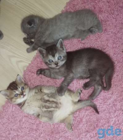 Продаются шотландские котята, фотография 7