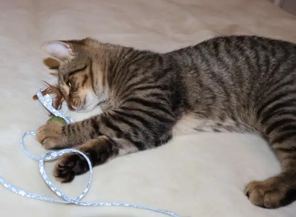 Домашний котенок 4 мес. Друг во всём. Залазит на плечи и целуется, фотография 9