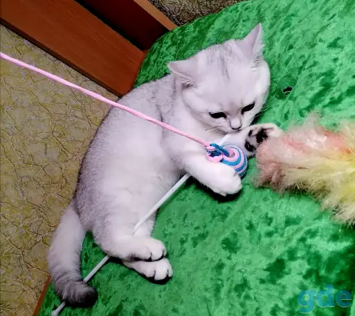 Британские котята, фотография 3
