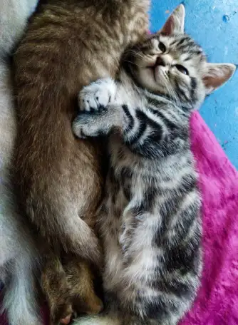 Шотландские котята. Скоттиш-страйт, фотография 4