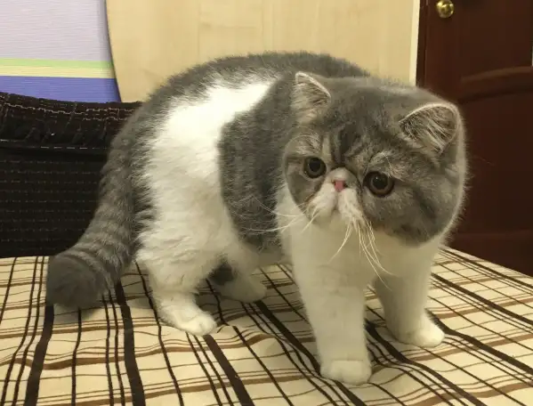 Экзотические короткошёрстные котята, фотография 11
