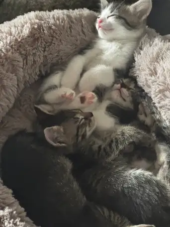 Котята в дар от домашней кошечки, фотография 1