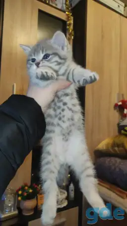 Шотландские чистокровные котята, фотография 14
