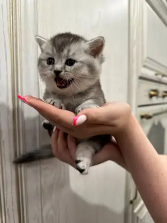 Шотландские котята, фотография 4