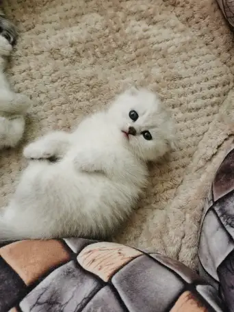 Продам котят, фотография 5