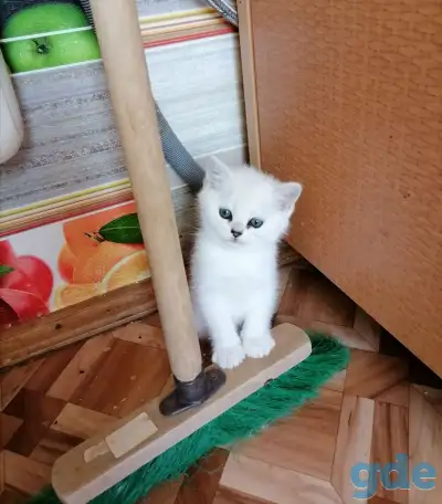 Британские котята, фотография 3