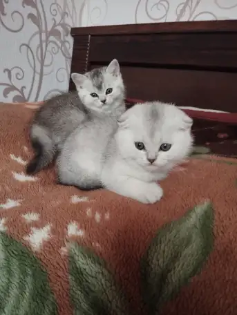 Плюшевые котики, фотография 1